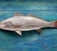 Maigre rôti sur la peau, mosaïque de poireaux, purée de pommes de terre au citron bio, sauce de coques