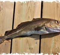 Duo de cabillaud (en pavé et en brandade), artichauts à la barigoule, carottes fanes, sauce vierge acidulée