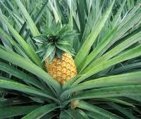 Ananas poché au poivre de Sichuan (Gel de fruits exotiques, mousse vinaigre balsamique blanc et miel, crumble coco, kimquats) glace mangue