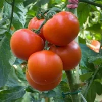 La tomate de 24H, feuilleté et gel buratta, son pesto au basilic