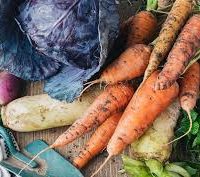 Pot au feu de légumes d’hiver, (betteraves chioggia, topinanbours, carottes chantenay, rutabaga, poireaux, navets boules d’or), beurre monté à l‘estragon