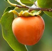 Carpaccio de kaki, (condiments, huile d’olive maturée, granola et menthe, jus de citron, sorbet litchi)