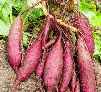 Déclinaison de patates douces, en purée, rôtie à la vanille, en chips, son espuma
